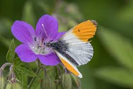 Attēlu rezultāti vaicājumam “Geranium sylvaticum”