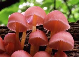 Attēlu rezultāti vaicājumam “Mycena renati”