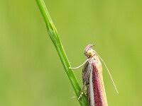 Attēlu rezultāti vaicājumam “Oncocera semirubella”