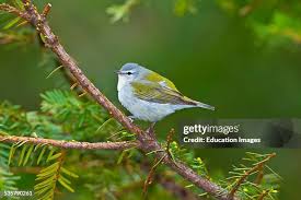 Image result for Vermivora peregrina