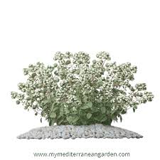 Image result for Origanum majorana