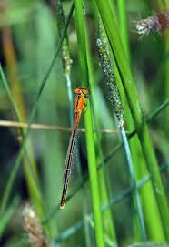 Attēlu rezultāti vaicājumam “Ischnura pumilio”