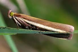 Attēlu rezultāti vaicājumam “Oncocera semirubella”