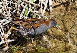 Image result for Porzana pusilla