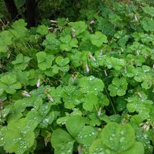 Attēlu rezultāti vaicājumam “Trifolium hybridum”