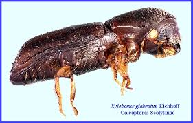 Attēlu rezultāti vaicājumam “Scolytidae”