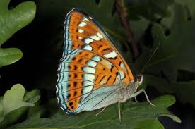 Attēlu rezultāti vaicājumam “Limenitis populi underside”