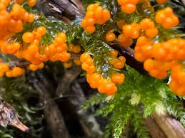 Attēlu rezultāti vaicājumam “Physarum rubiginosum”