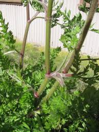 Attēlu rezultāti vaicājumam “Daucus carota subsp. carota leaf”