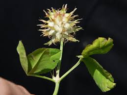 Attēlu rezultāti vaicājumam “Trifolium aureum fruit”