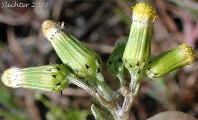 Attēlu rezultāti vaicājumam “Senecio vulgaris flower”
