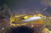 Image result for Dasyatis pastinaca