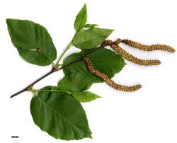 Attēlu rezultāti vaicājumam “Betula humilis leaf”