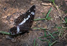 Attēlu rezultāti vaicājumam “Limenitis camilla underside”