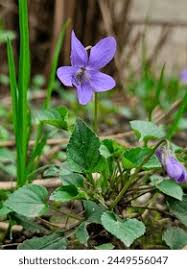 Attēlu rezultāti vaicājumam “Viola collina flower”