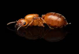 Attēlu rezultāti vaicājumam “Cribraria costata macro”