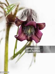 Attēlu rezultāti vaicājumam “Pulsatilla pratensis flower”