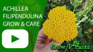 Image result for Achillea filipendulina