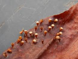 Attēlu rezultāti vaicājumam “Craterium minutum macro”