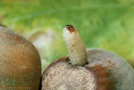 Attēlu rezultāti vaicājumam “Curculio nucum”