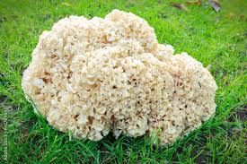 Attēlu rezultāti vaicājumam “Sparassis crispa”