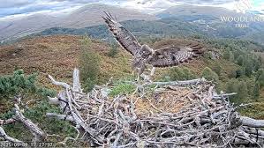 Attēlu rezultāti vaicājumam “Buteo buteo nest”