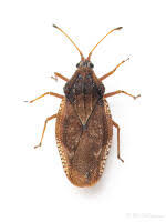 Attēlu rezultāti vaicājumam “Physatocheila smreczynskii”