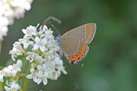 Attēlu rezultāti vaicājumam “Satyrium pruni”
