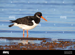 Attēlu rezultāti vaicājumam “Haematopus ostralegus adult”