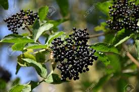 Attēlu rezultāti vaicājumam “Sambucus nigra fruit”