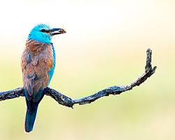 Attēlu rezultāti vaicājumam “Coracias garrulus adult”