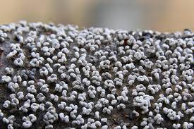 Attēlu rezultāti vaicājumam “Physarum compressum”