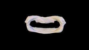 Image result for Dipturus laevis