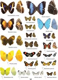 Attēlu rezultāti vaicājumam “Lepidoptera”