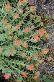 Attēlu rezultāti vaicājumam “Rhodiola rosea flower”