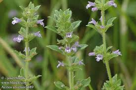 Attēlu rezultāti vaicājumam “Acinos arvensis flower”