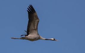 Attēlu rezultāti vaicājumam “Gruiformes”