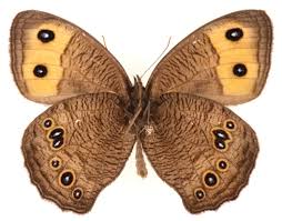 Attēlu rezultāti vaicājumam “Thecabius affinis nymph”