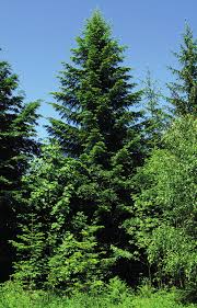 Attēlu rezultāti vaicājumam “Abies alba”