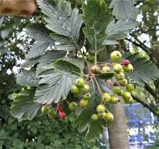 Attēlu rezultāti vaicājumam “Sorbus intermedia fruit”