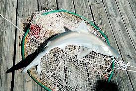 Image result for Carcharhinus isodon