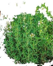 Attēlu rezultāti vaicājumam “Cribraria costata macro”