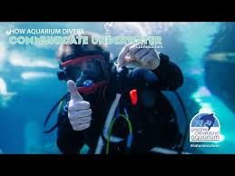 Image result for Cleveland Divers