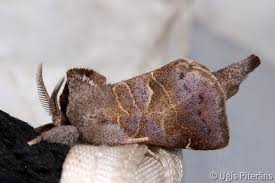 Attēlu rezultāti vaicājumam “Clostera pigra”