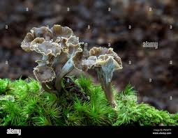 Attēlu rezultāti vaicājumam “Pseudocraterellus”