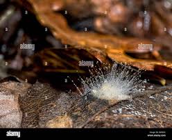 Attēlu rezultāti vaicājumam “Pilobolus crystallinus”