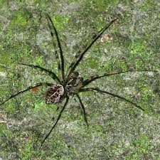 Attēlu rezultāti vaicājumam “Linyphiidae”