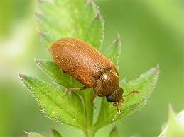 Attēlu rezultāti vaicājumam “Byturus tomentosus”