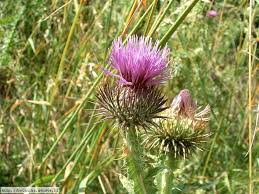 Image result for Onopordum acanthium