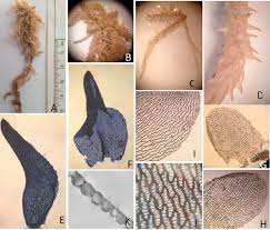 Attēlu rezultāti vaicājumam “Sphagnum squarrosum”